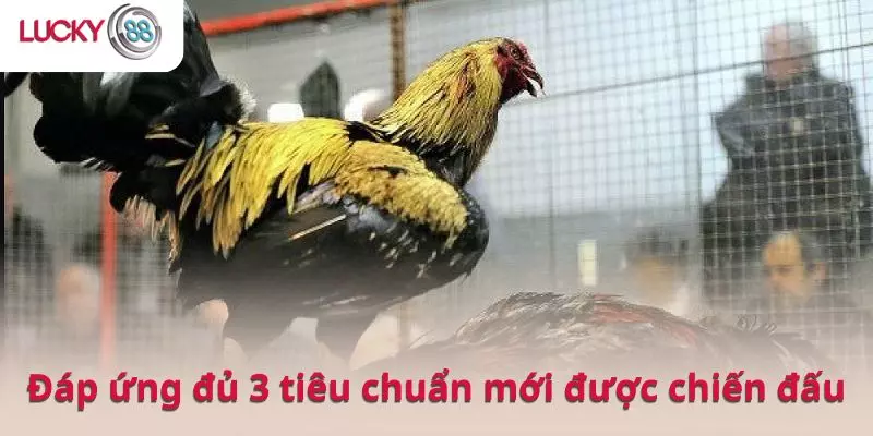 Gà phải đáp ứng các tiêu chuẩn đủ 3 yếu tố mới được tham gia