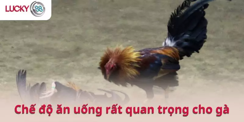 Chế độ ăn uống rất quan trọng trong việc duy trì phong độ của gà